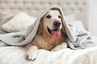 Pet: 10 dicas para manter seu cão saudável na quarentena